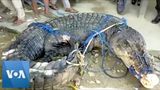 Massive Crocodile Suspected of Killing People Captured in Indonesia