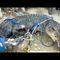 Massive Crocodile Suspected of Killing People Captured in Indonesia