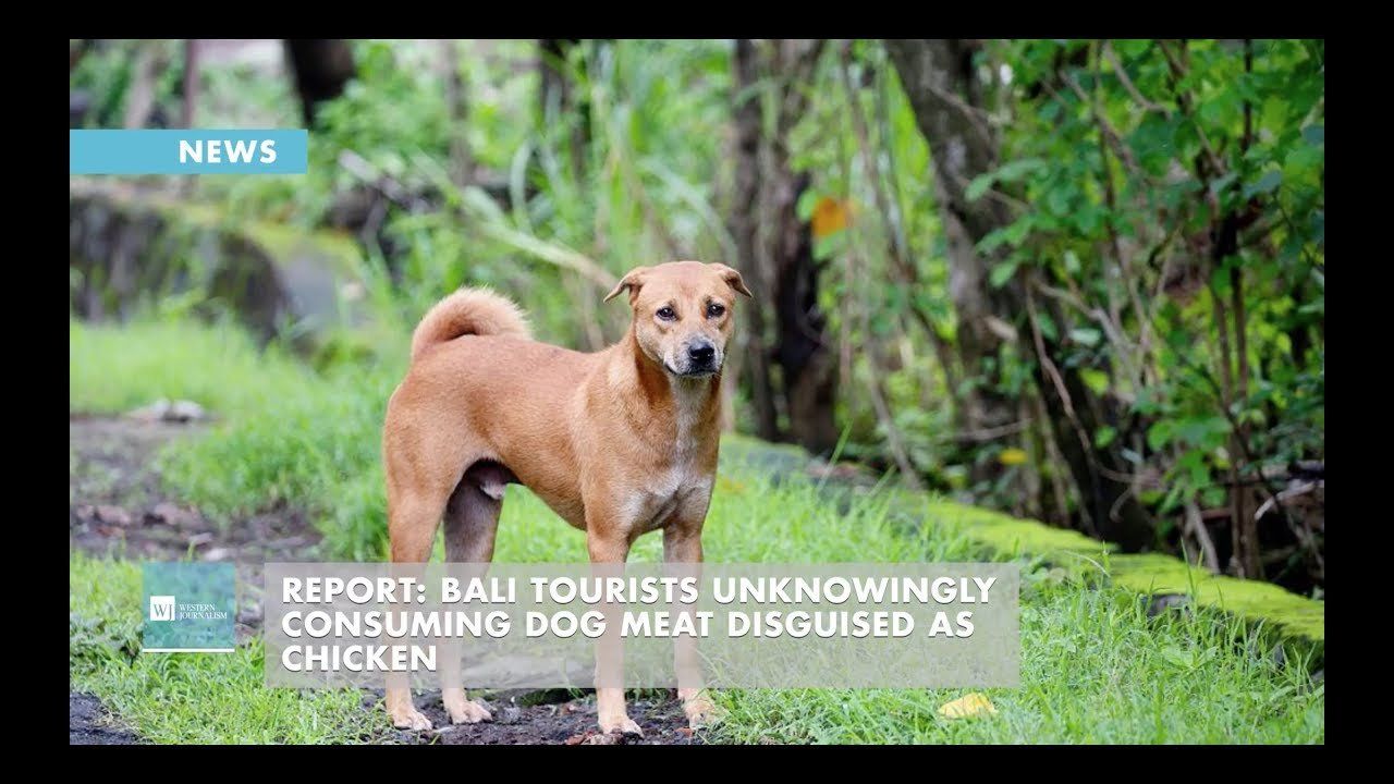 Report: Bali Tourists Unknowingly Consuming Dog Meat Disguised As Chicken