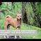 Report: Bali Tourists Unknowingly Consuming Dog Meat Disguised As Chicken