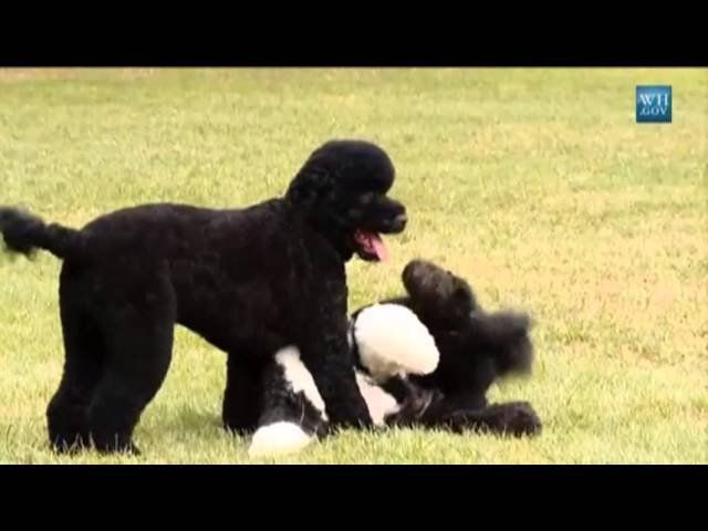 Raw video: White House unveils new Obama dog, Sunny