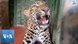 Leopard Rescued From Well in India