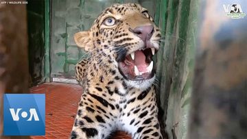 Leopard Rescued From Well in India