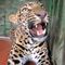 Leopard Rescued From Well in India