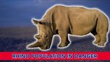 Rhino Population in Danger!