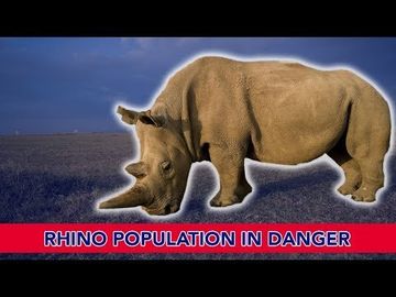 Rhino Population in Danger!