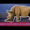 Rhino Population in Danger!