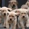 Study: Puppies are 'biologically prepared' to get along with humans