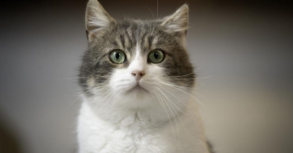 Pet cat likely responsible for Oregon's first case of human plague in 8 years