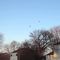 Unwanted Vultures In Leesburg