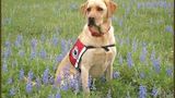 PLEASE HELP! Wheelchair User with Muscular Dystrophy – Fundraiser for Service Dog – ANNOUNCEMENT