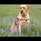 PLEASE HELP! Wheelchair User with Muscular Dystrophy – Fundraiser for Service Dog – ANNOUNCEMENT