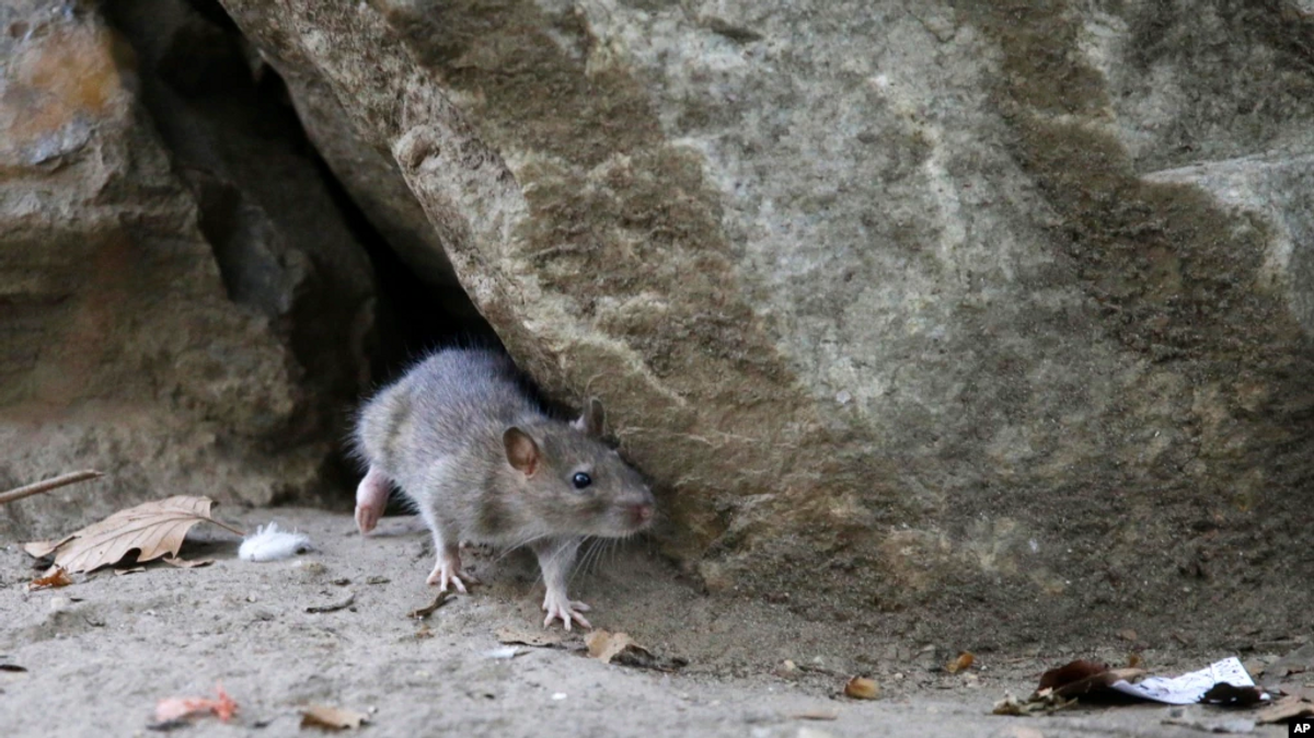 Oh, Rats! As New Yorkers Emerge From Pandemic, So Do Rodents 