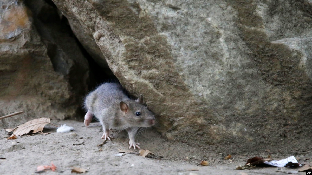 Oh, Rats! As New Yorkers Emerge From Pandemic, So Do Rodents