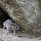 Oh, Rats! As New Yorkers Emerge From Pandemic, So Do Rodents 