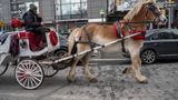 Mamdani reaches deal with NYC council leader to ban horse carriage industry