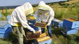 InnovaFeed building world's largest fly farm in Illinois