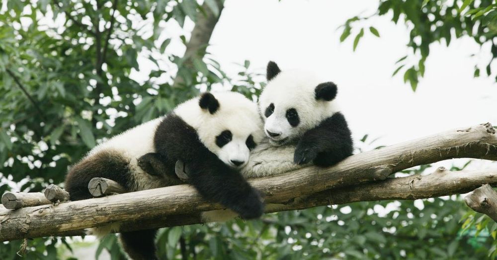 San Francisco zoo to receive pandas from China