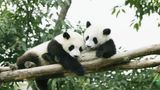 San Francisco zoo to receive pandas from China