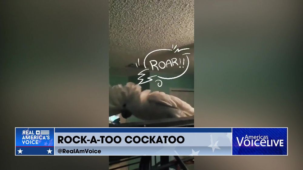 Rock-A-Too Cockatoo